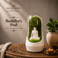 BUDDHA'S TERRARUIM POD